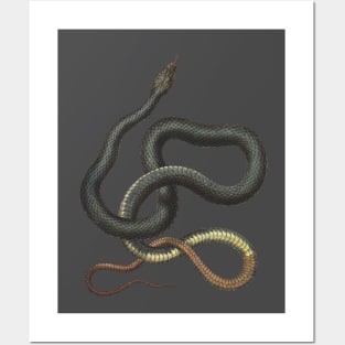 snake Posters and Art